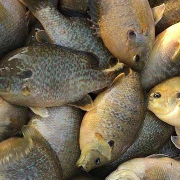 Poisson Doris congelé