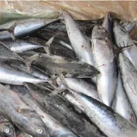 Thon listao bonite congelé