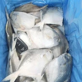 Pomfret argenté congelé