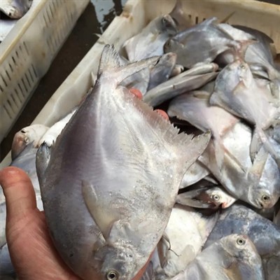 Pomfret blanc congelé